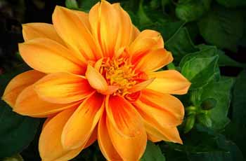 手机攻击器APP下载